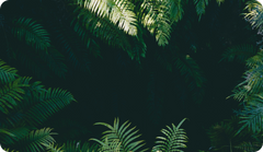 Static Image